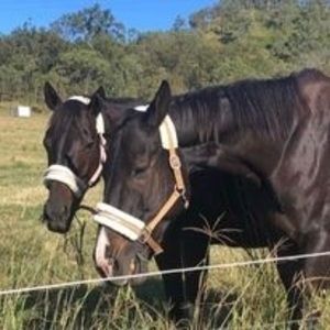 Meet your Posher, Britty